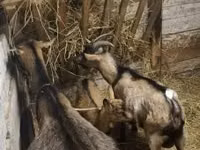Goat, Goats — photo 2