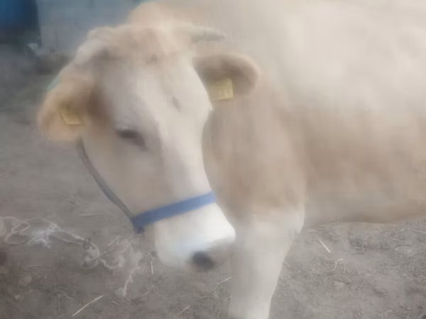 Cow, Alatau breed — Kyrgyzstan