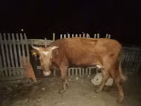 گاو ماده, Latvian Blue cattle — عکس 7