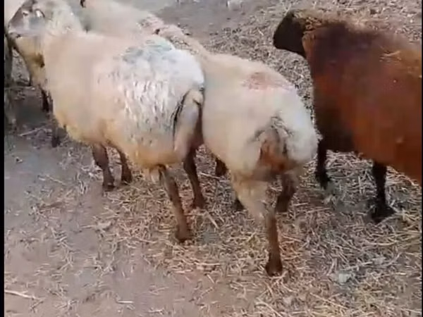 የጎትት አውራ በግ, Sheep — አዘርባጃን