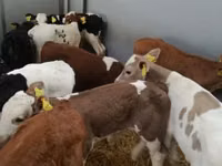 Bydło (partia, płeć nieokreślona), Simmental cattle — zdjęcie 1