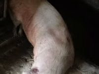 Sow, Pigs — photo 1