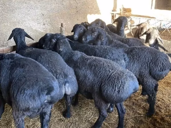 Ram, Sheep — Kazakhstan
