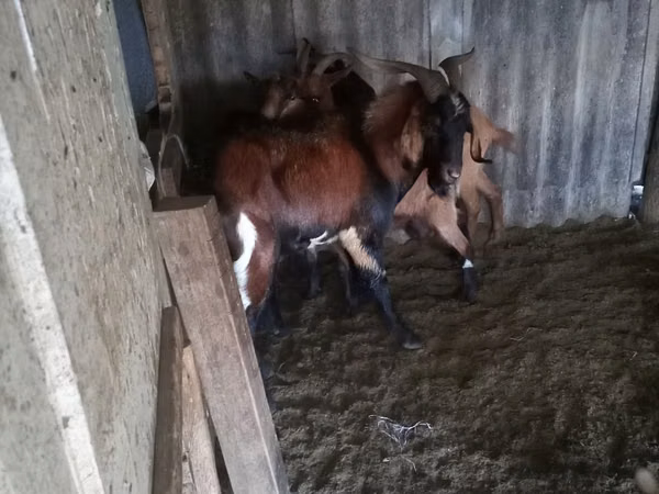 Billy Goat, Goats — Moldova