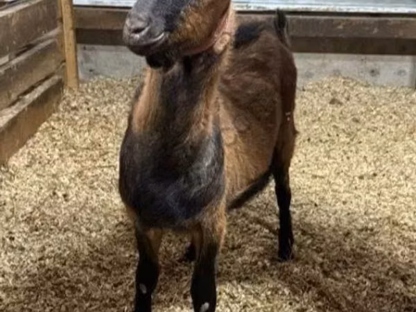 숫염소, Alpine goat