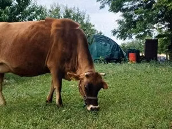 Vache, Race Jersey — Hongrie