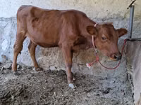 Cow, Cattle — photo 2