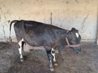 गाय, मवेशी — फ़ोटो 1