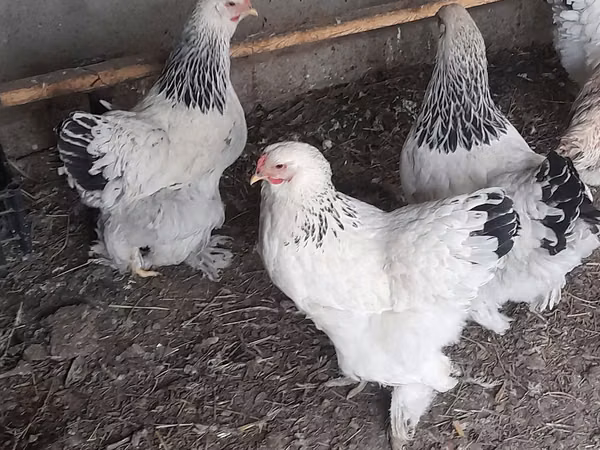Brahma