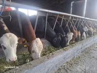Toro, Simmental cattle — foto 1