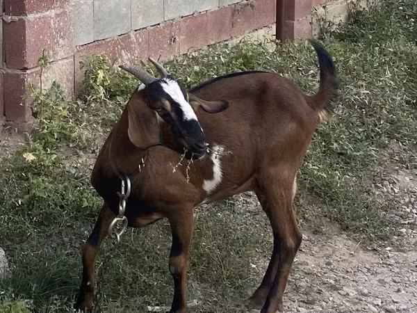 بز ماده, Nubian Goat