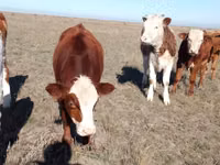 Cow, Kazakh White-headed cow — photo 5