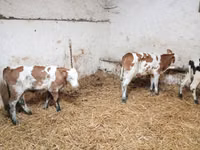 Bydło (partia, płeć nieokreślona), Simmental cattle — zdjęcie 2