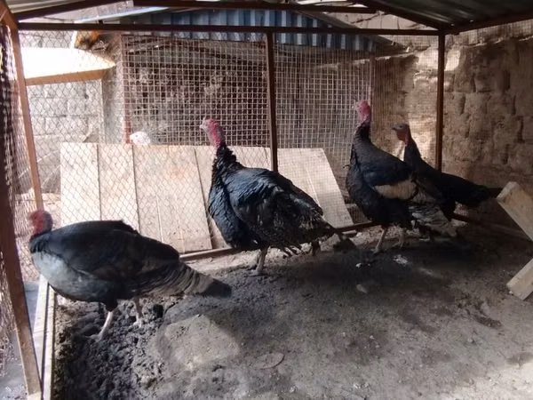 Turkeys — Uzbekistan