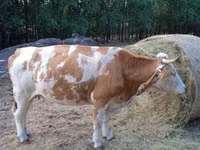 Vacă, Simmental cattle — foto 6