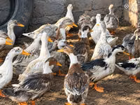 Ducks — عکس 3