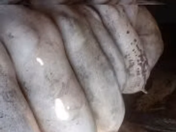 Pigs (batch, sex not specified), Pigs — Hungary