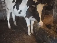 Vaca, Raza Holstein — foto 1