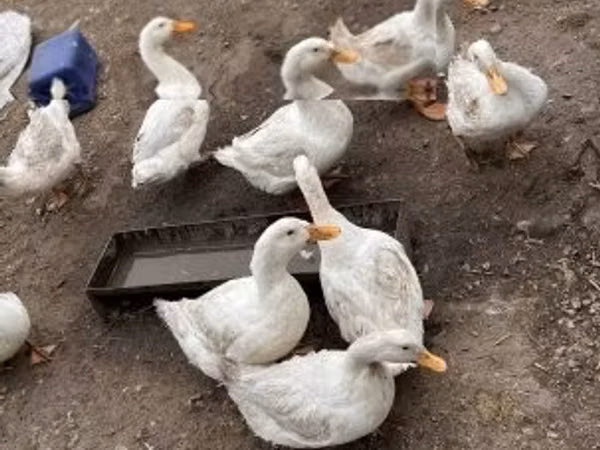 Amerika Pekin