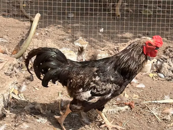 Chickens — আজারবাইজান