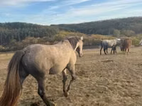 Caballo, Caballos — foto 3