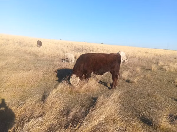 Bull, Swiss cattle