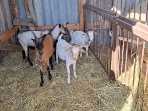 Billy Goat, Boer goat