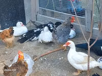 Chickens — عکس 7