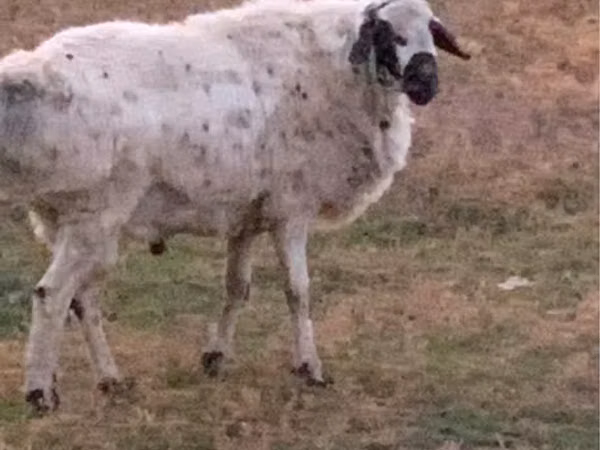 Ram, Sheep — Kazakhstan