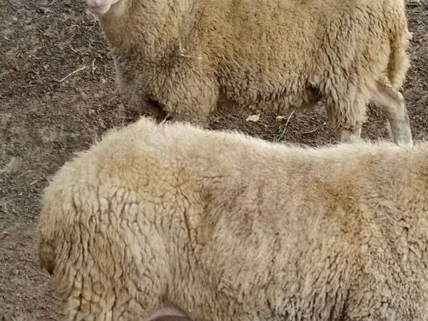 Ram, Assaf sheep — Moldova