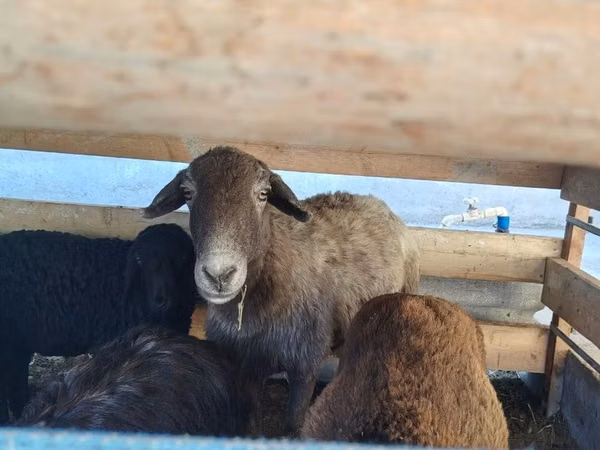 میش, Arabi sheep