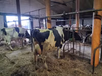 Tehén, Holstein fajta — 4. fotó