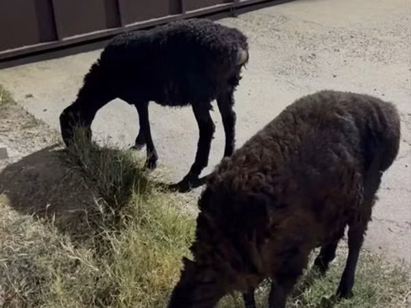 Ram, Sheep — Kazakhstan