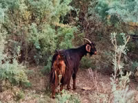 Billy Goat, Goats — photo 1
