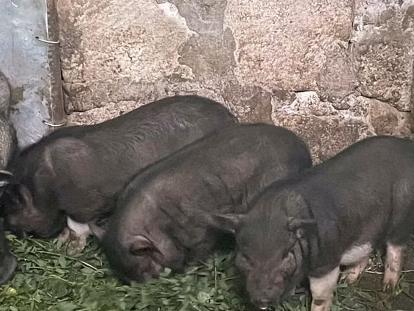 Babi hutan,  — Moldova
