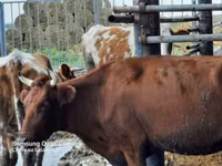 Vache, Bovins — photo 1