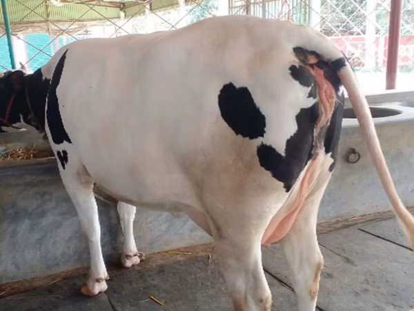 Vache, Race Holstein — Bangladesh