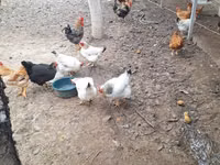 Taiem Cucos de casa la comanda — फ़ोटो 5
