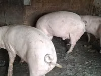 Babi (batch, jenis kelamin tidak disebutkan), Pigs — foto 6