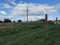 میش, Romanov sheep — عکس 3