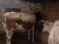 गाय, मवेशी — फ़ोटो 5