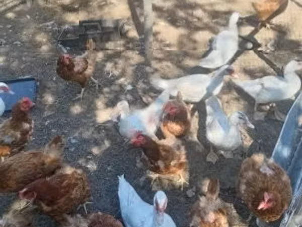 Ducks — Hungary
