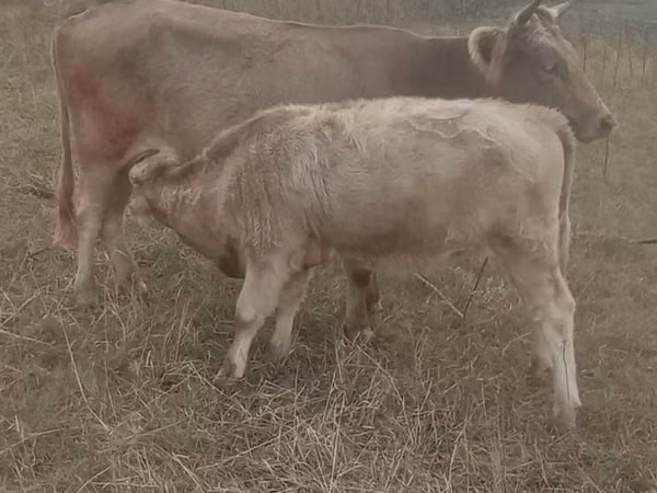วัวตัวเมีย, Simmental cattle
