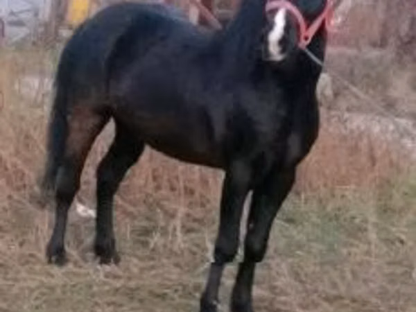 Pastuv, Коњи — Мађарска