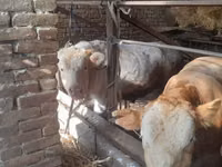 सांड, Simmental cattle — फ़ोटो 1