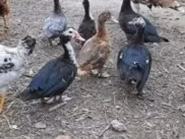 Ducks — Hungary