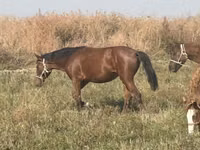 Cavalla, Horse breed — foto 4