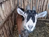 بز نر, Alpine goat — عکس 2