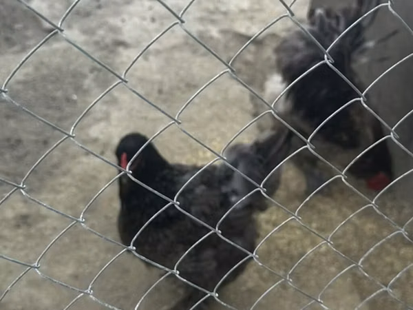 Chickens — Azerbejdżan