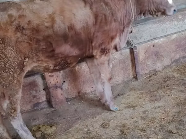 Vacă, Bovine
